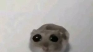 хомяк с большими глазами