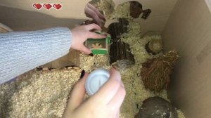 УБОРКА у хомяков 💜