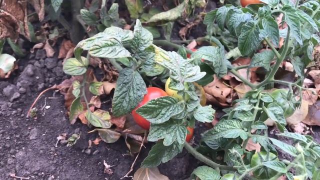 грустно расставаться но придётся...😩😫 смотреть онлайн