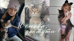 Vlog Кот Выходного Дня