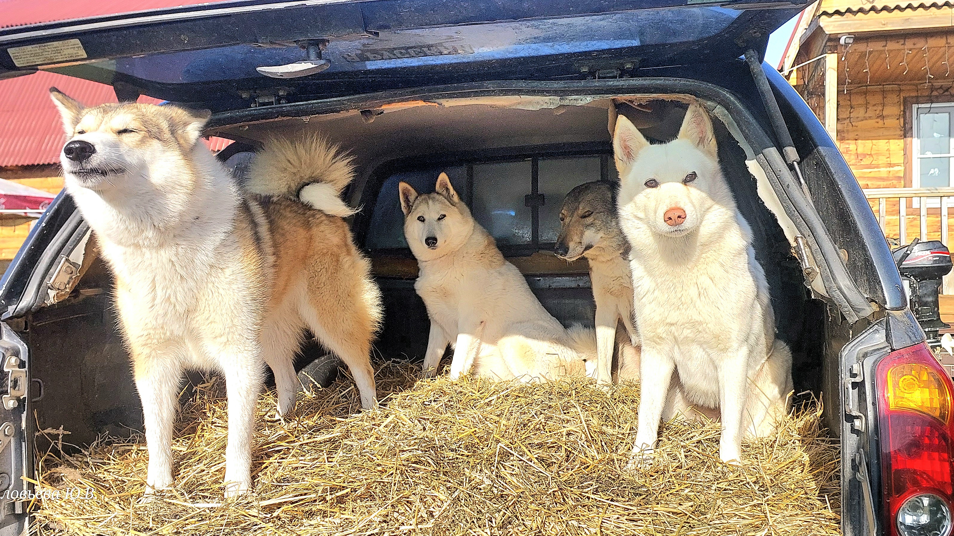 Лайки в берёзках