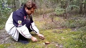 Тихая охота в красивом лесу