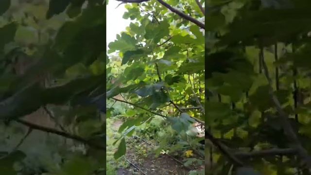 Обзор территории отеля Альпийская Долина в Крыму, село Малореченское