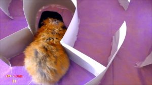 Хомки заблудились в лабиринте / Многоуровневый лабиринт для хомяков