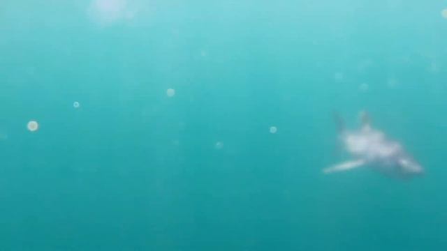 MAKO SHARK ON THE FLY- SAN DIEGO смотреть онлайн