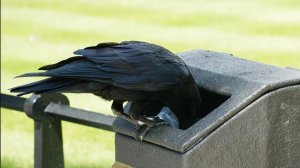 Забавные животные / Вороны проказницы !