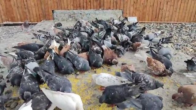 Классные голуби в России.