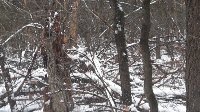 Pro mac 1010 McCulloch chainsaw смотреть онлайн