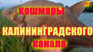 Ночной лещ на кошмарных островах