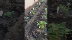 Посадка Гортензии часть 2.