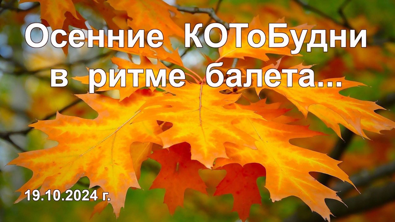 А осень, словно прима-балерина... или КОТоБудни от 19 октября 2024 г.