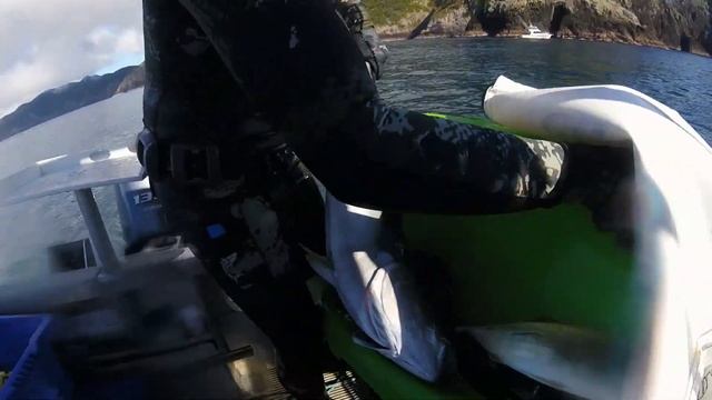 Mako Shark, Orca, Kingfish, Dolphins - Spearfishing New Zealand смотреть онлайн