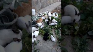 Кролики едят ветки малины