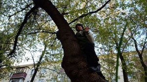 лазию по деревьям