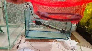 Нерест Тернеции