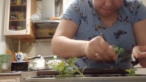 Помидоры "балконное чудо" пикировка, пересадка.