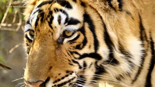 TIGER - DOLBY DIGITAL 1080P FHD 60 FPS