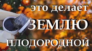 Добавляю  один колпачок этого удобрения и делаю землю плодородной. Осенние работы в огороде