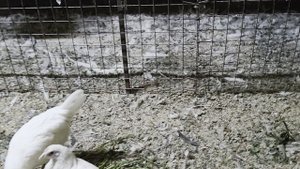 VID_20241016_193237.mp4