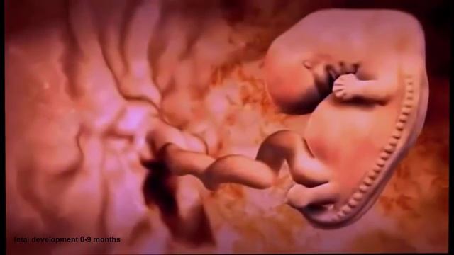 New!! baby Growth from 0 to 9 Months How "Inside Pregnancy" Baby born смотреть онлайн
