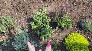 ВЛОГ АЛИСА купила ГИТАРУ! Я сделала маникюр ! Кошка Синди подцепила клещей! Телефон спасли!!!!!