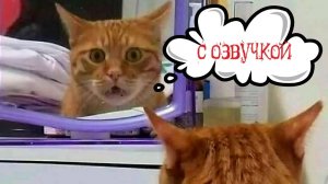 Приколы с котами! С ОЗВУЧКОЙ! - УГАРНЫЕ! СМЕШНЫЕ КОШКИ И СОБАКИ! Самые смешные животные