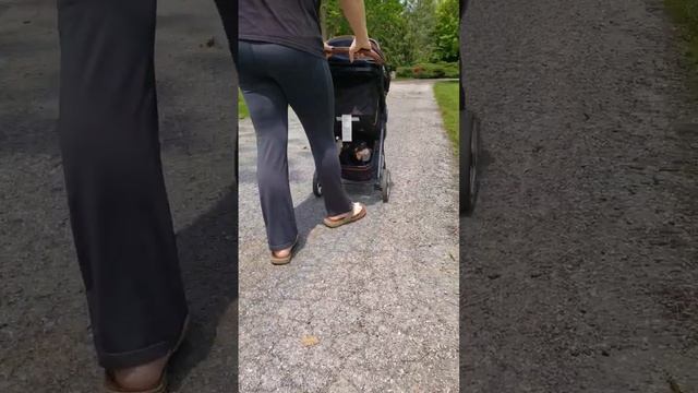 Stroll goals #dogthings #lancashire #heeler #sisters #besties смотреть онлайн