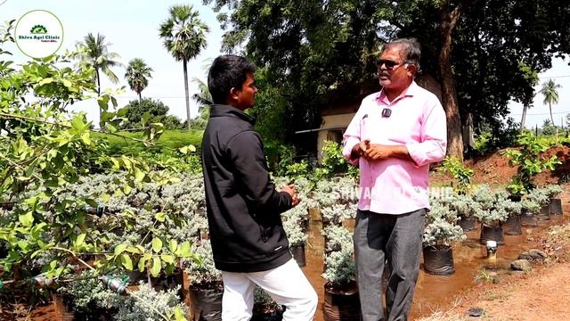 All Fruit Plants Nursery | Sapthagiri Plants Nursery | Kadiyam Plants Nursery | Shiva Agri Clinic