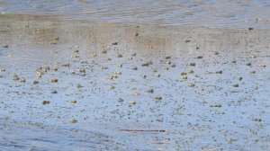 Хор лягушек. A chorus of frogs.