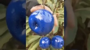 Different Color Apples | Rare Fresh | Black Blue White Yellow Pink