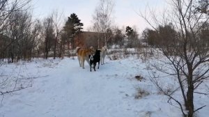 29.01.2024г. кухня//прогулка //Комсомольск-на-Амуре. п. ТАЕЖНЫЙ #комсомольскнаамуре #прогулка