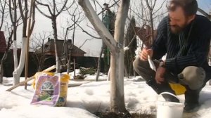 Побелка деревьев