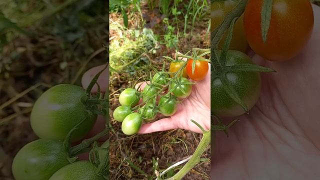 Вкусный урожай