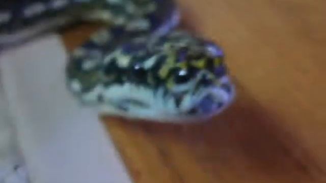 Morelia Spilota - Port Mac Carpet Python