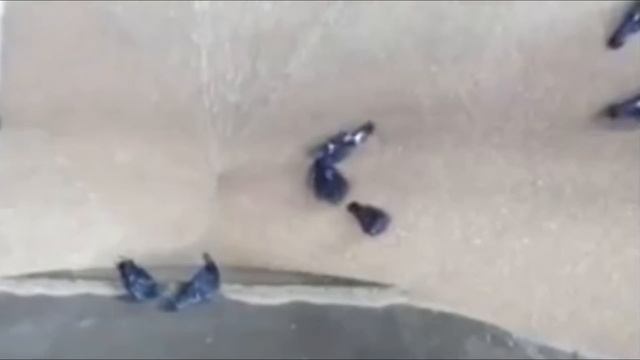 голубей засасывает на зернодробилке ЗАЛИПАЛОВО