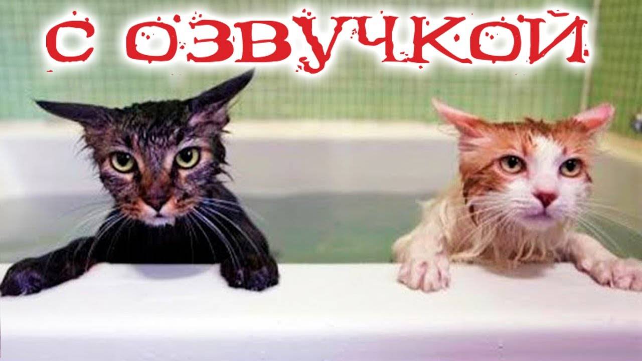 Смешные котики с озвучкой