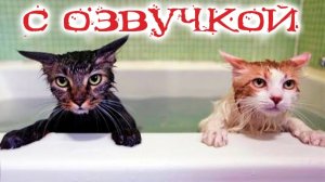 Приколы с котами! С ОЗВУЧКОЙ! - УГАРНЫЕ! СМЕШНЫЕ КОШКИ И СОБАКИ! Самые смешные животные