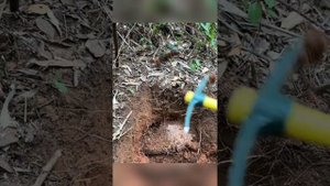 Азиатские шершни-убийцы.