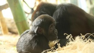 Welcome Back Baby! Gorilla Baby Seen by Lincoln Park Zoo Visitors For the First Time Since February