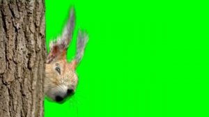 Футаж Белка поздравляет с днем рождения