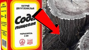 Как быстро избавиться от пня за 3 секунды..!!!.