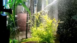 Обзор аквариума 200 литров. Анциструсы, коридорасы, Стекляная тетра и прочие тетры. и моя болтовня