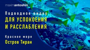 Подводное видео для расслабления и успокоения. Дайвинг на сайтах острова Тиран. Красное море