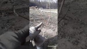 Наш эксперимент катушка лаховского.
