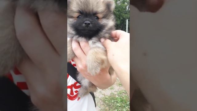 шпиц девочка