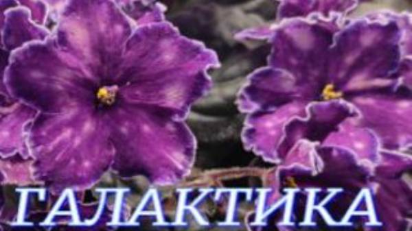 №951/ВЫСТАВКА цветов и ОРХИДЕЙ в ГАЛАКТИКЕ г. Краснодар