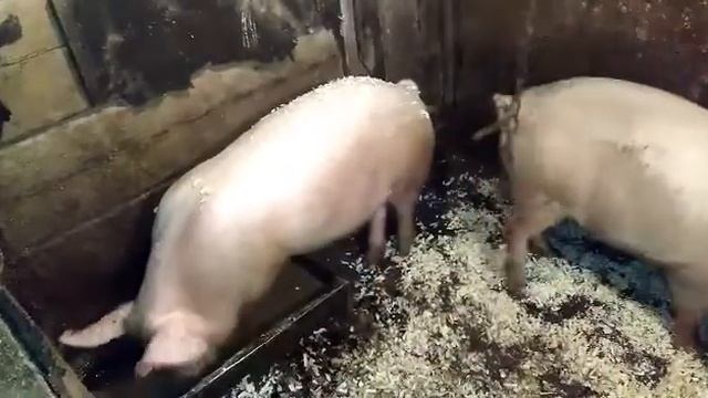 ШОК. Сидим на уколах . смотреть онлайн