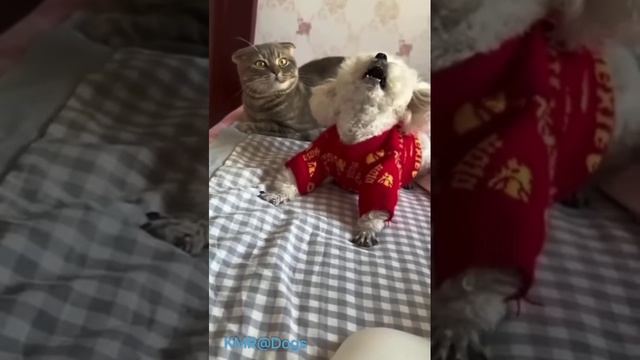 Кот собственность собаки😠😂 ( видео про кошек и собак )