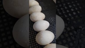 Вывод гусят в инкубаторе "Несушка"