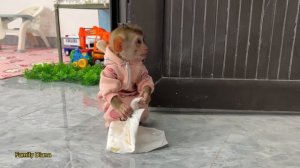 Diana monkey cries because she poops without her mother at home to change her diaper